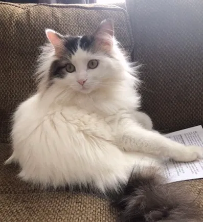 Lost cat in Utica, MI, 48316
