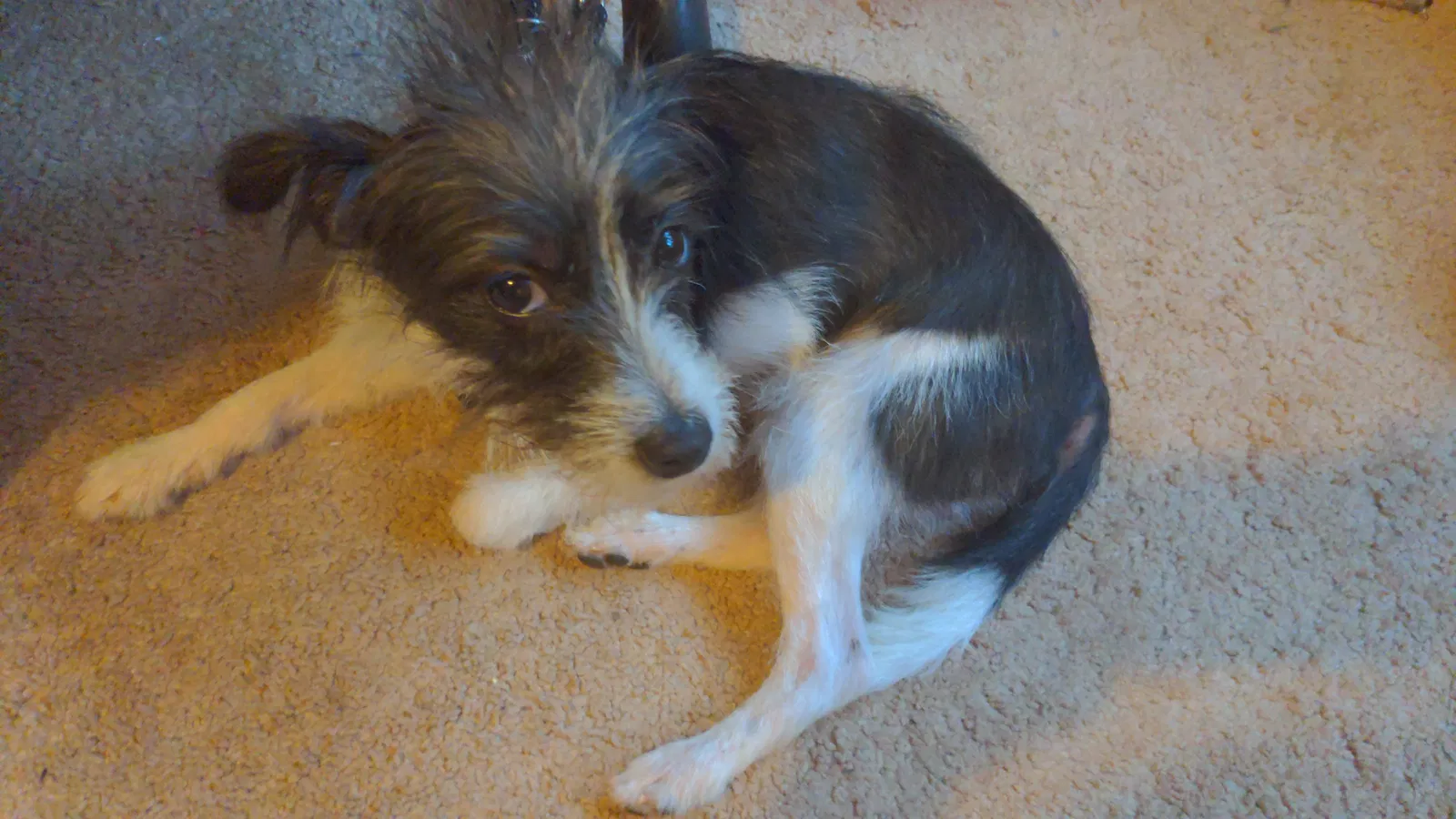 Found dog in Lithonia, GA, 30038