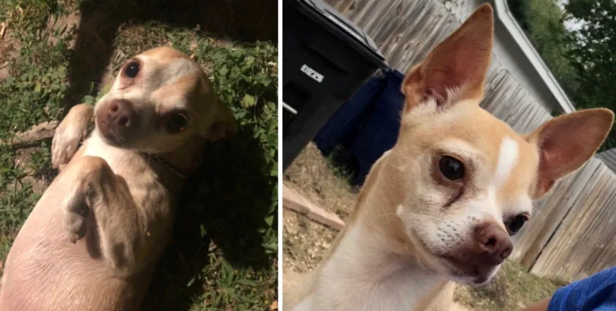 Lost dog in Mcallen, TX, 78501