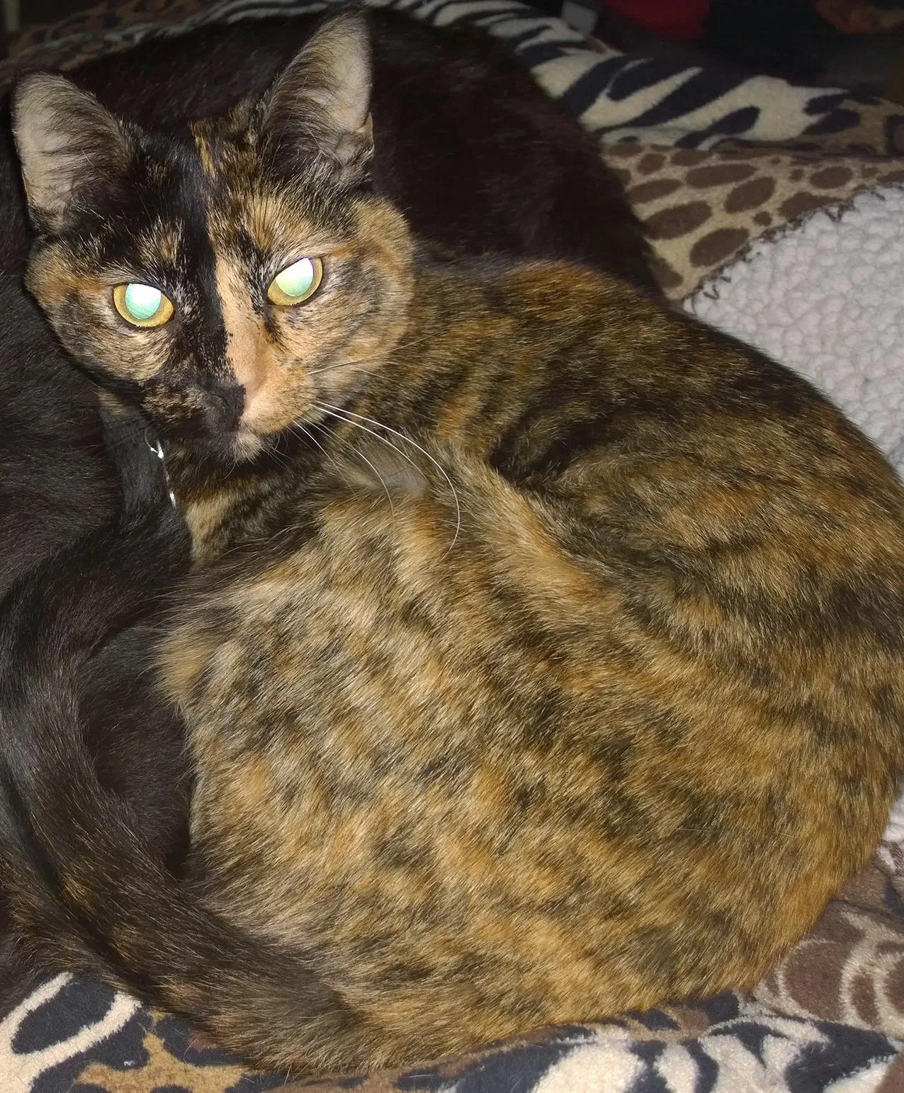 Lost cat in Lubbock, TX, 79423