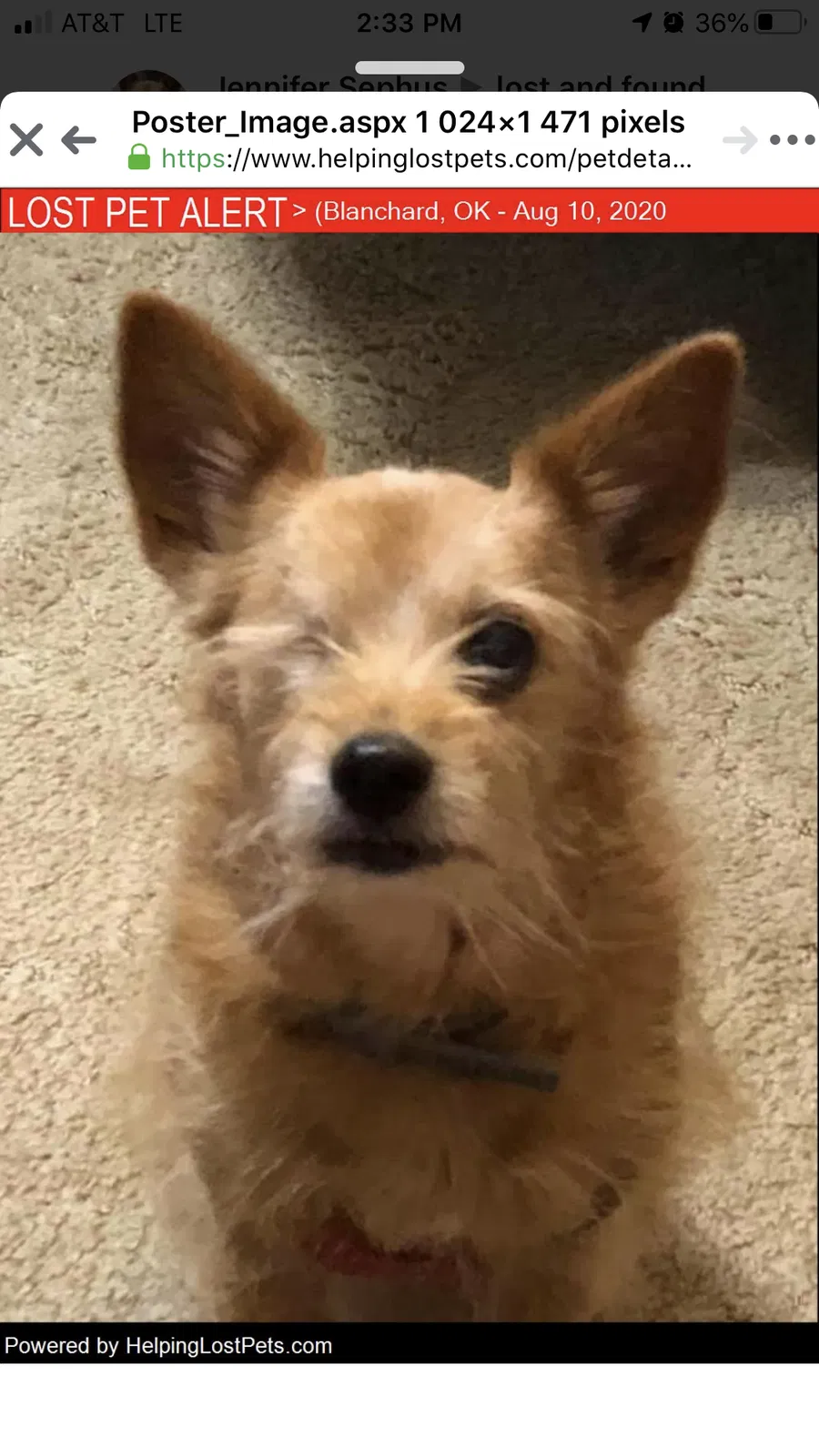 Lost dog in Blanchard, OK, 73010