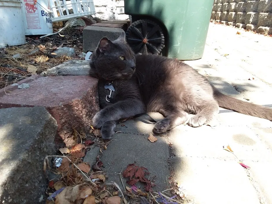 Lost cat in Pacifica, CA, 94044