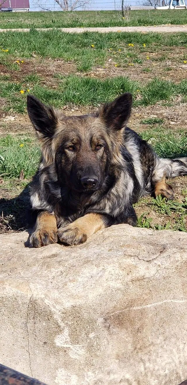 Lost dog in Perry, KS, 66073