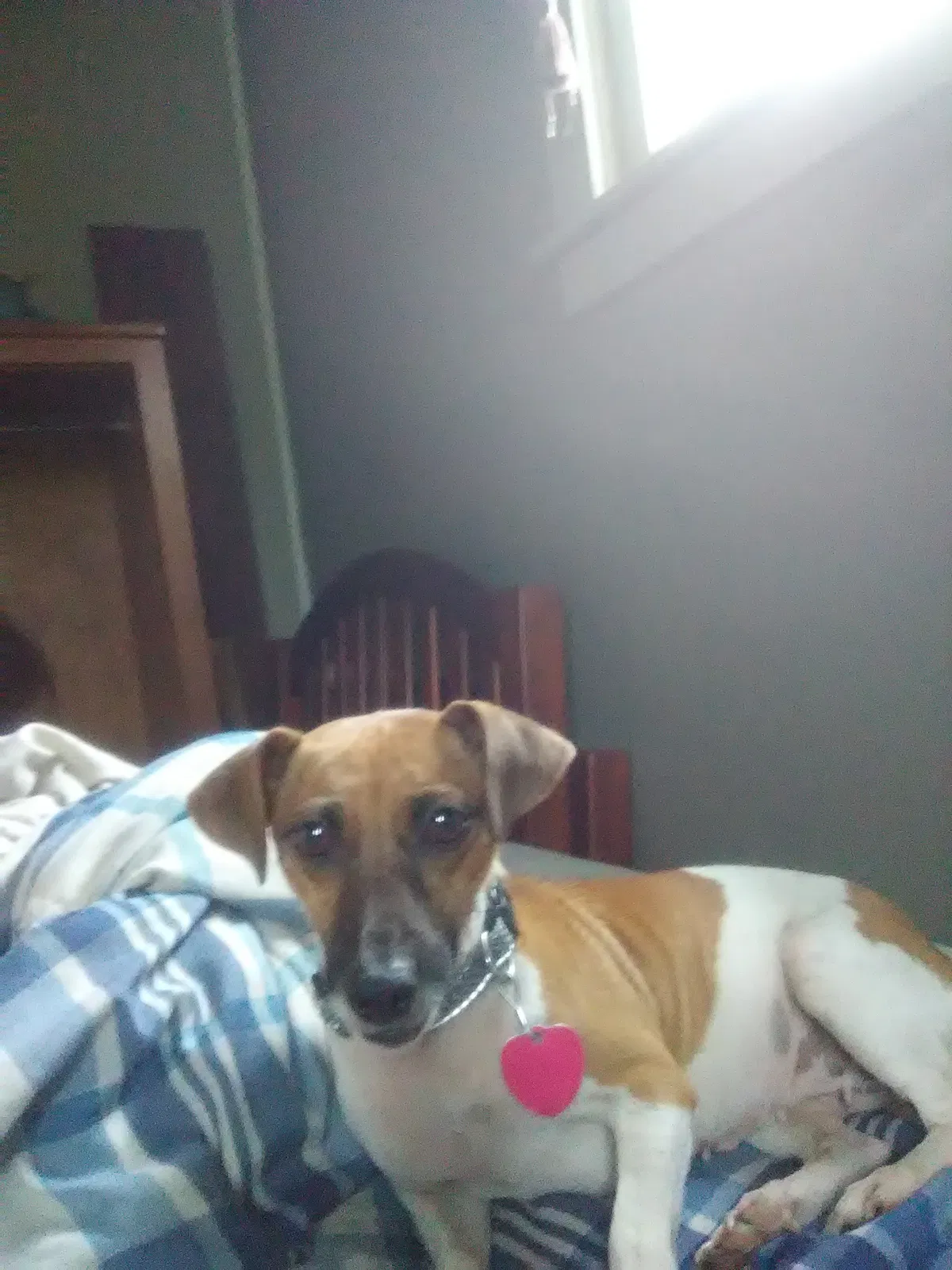 Lost dog in Montgomery, PA, 17752