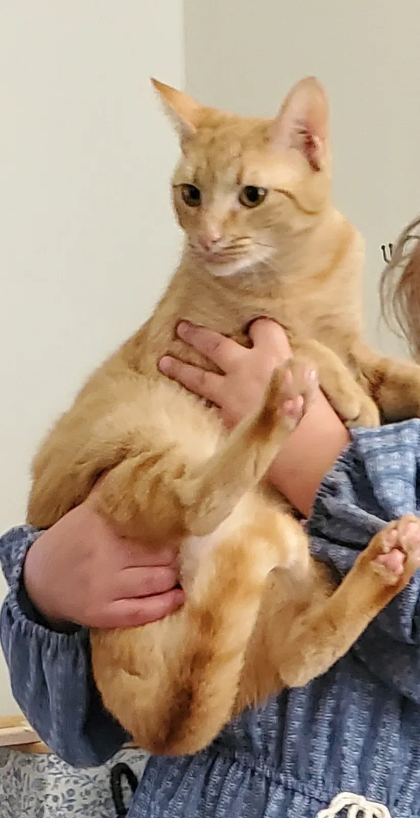Lost cat in Unknown, SC, 29486