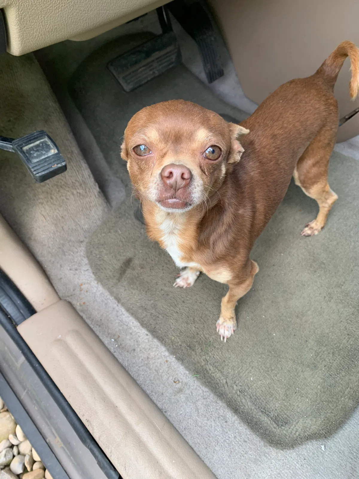 Lost dog in Portland, OR, 97222