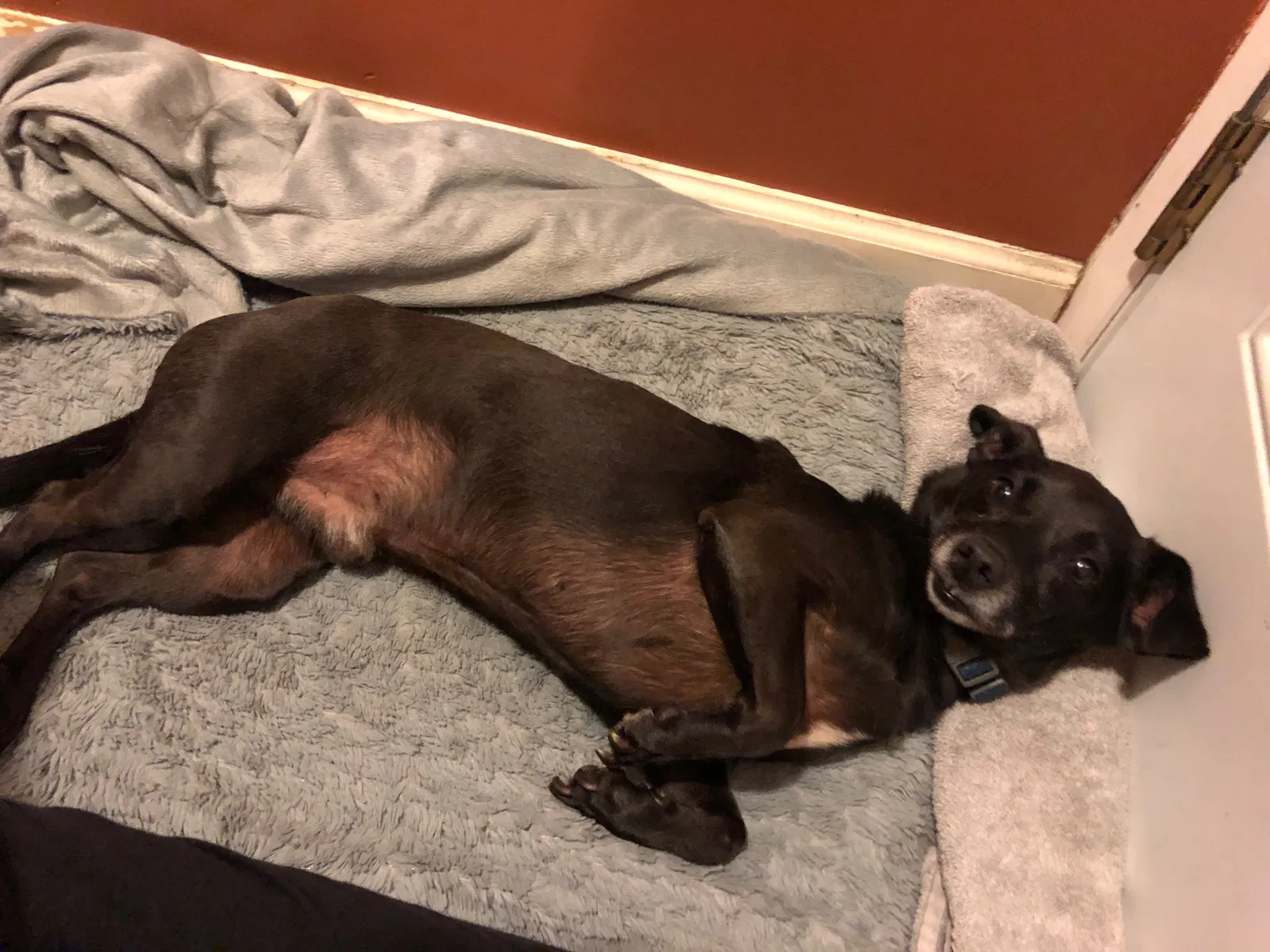 Lost dog in Palo Alto, CA, 94303