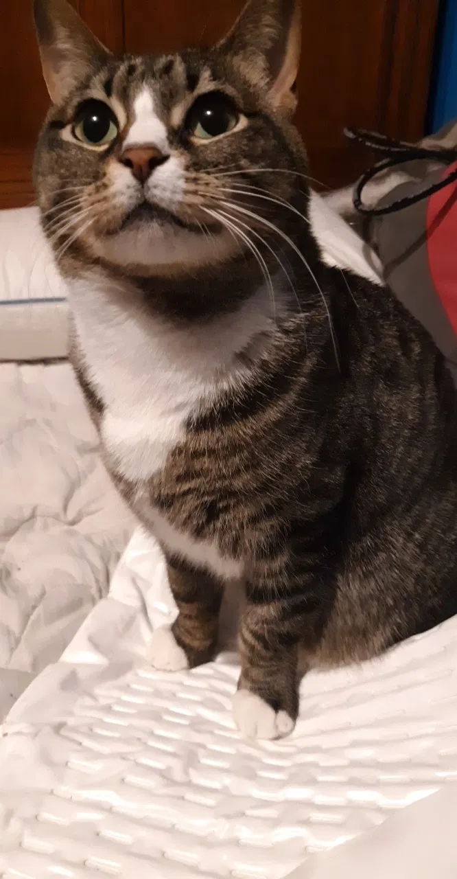 Lost cat in Anchorage, AK, 99501