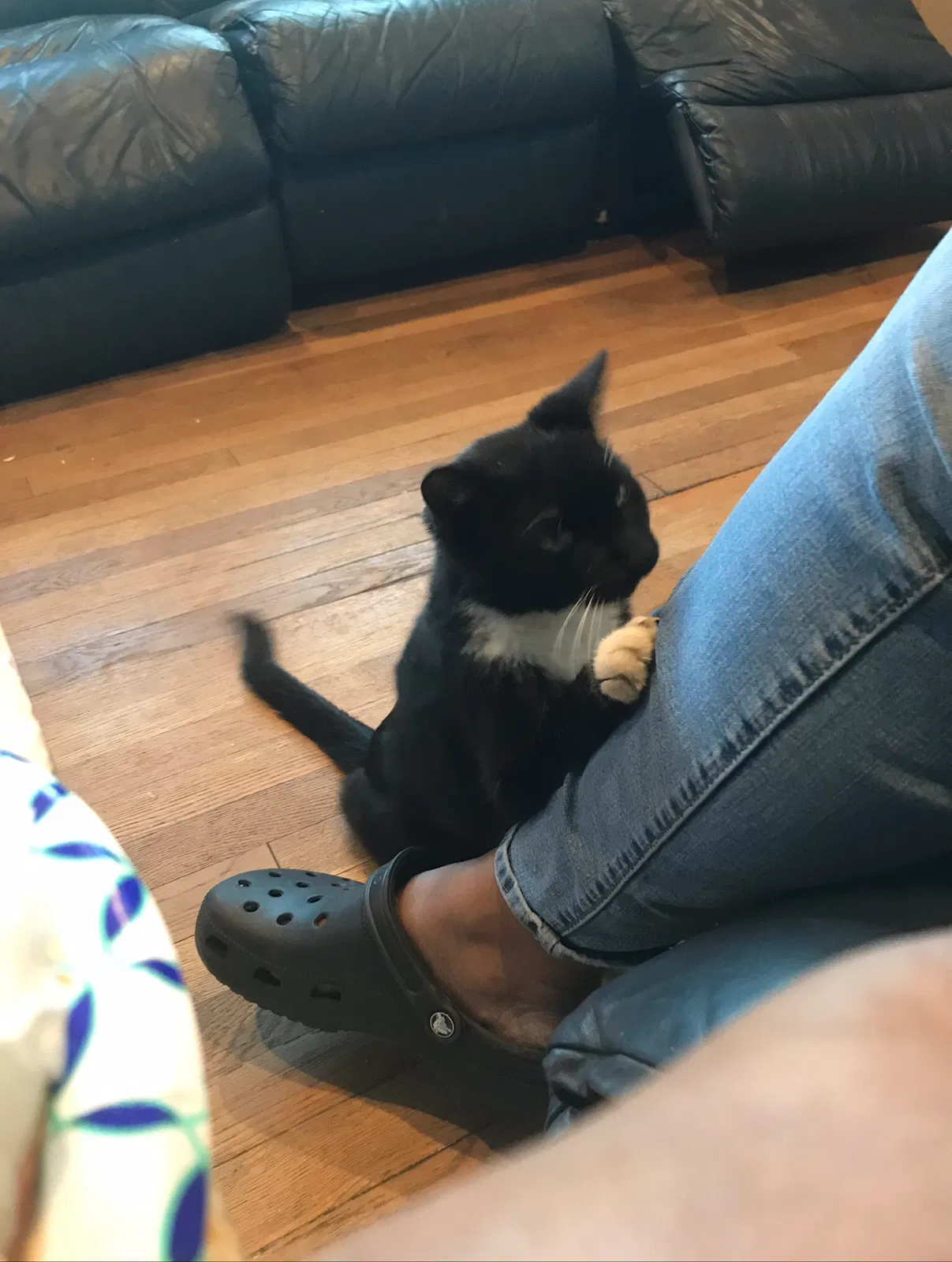 Lost cat in Richmond, VA, 23225
