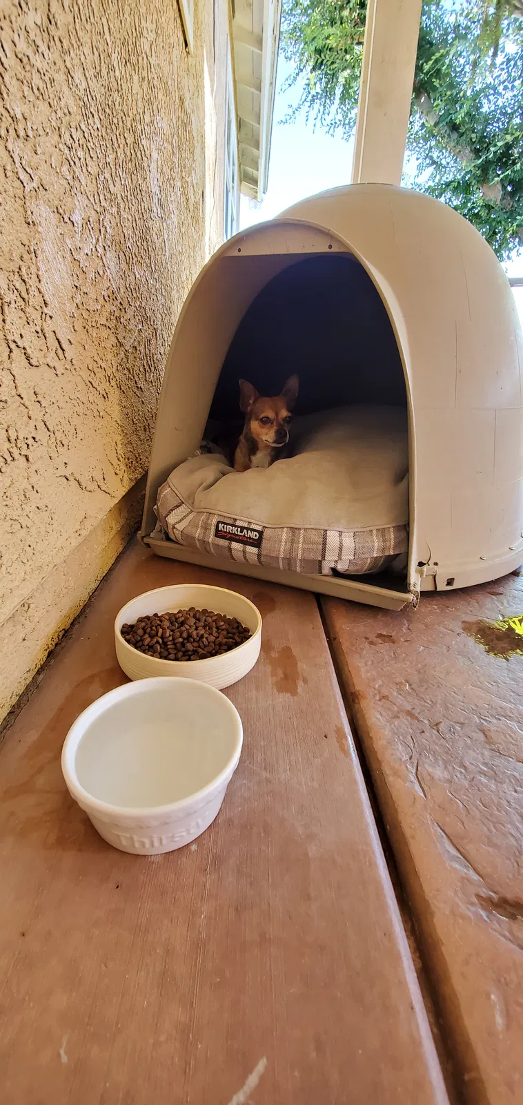 Lost dog in Rancho Cucamonga, CA, 91739