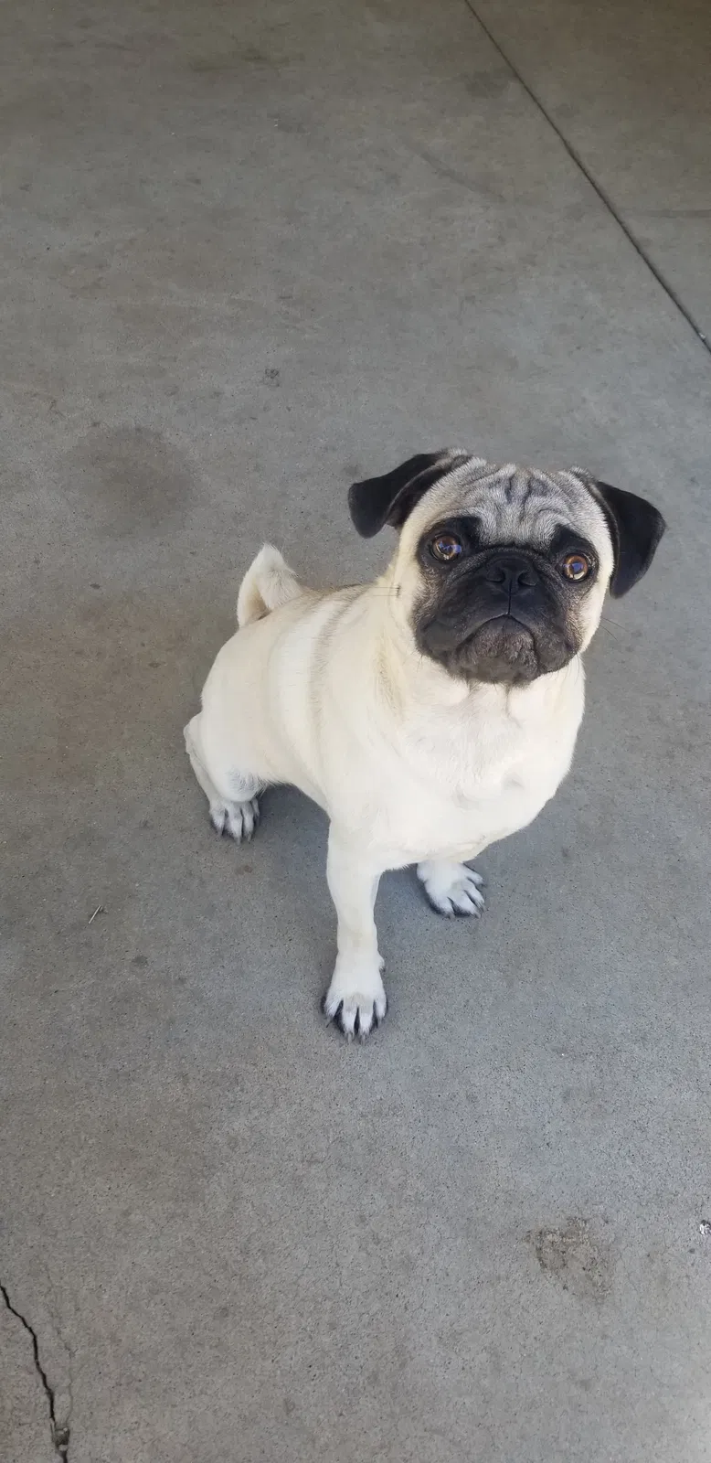 Lost dog in Riverside, CA, 92509