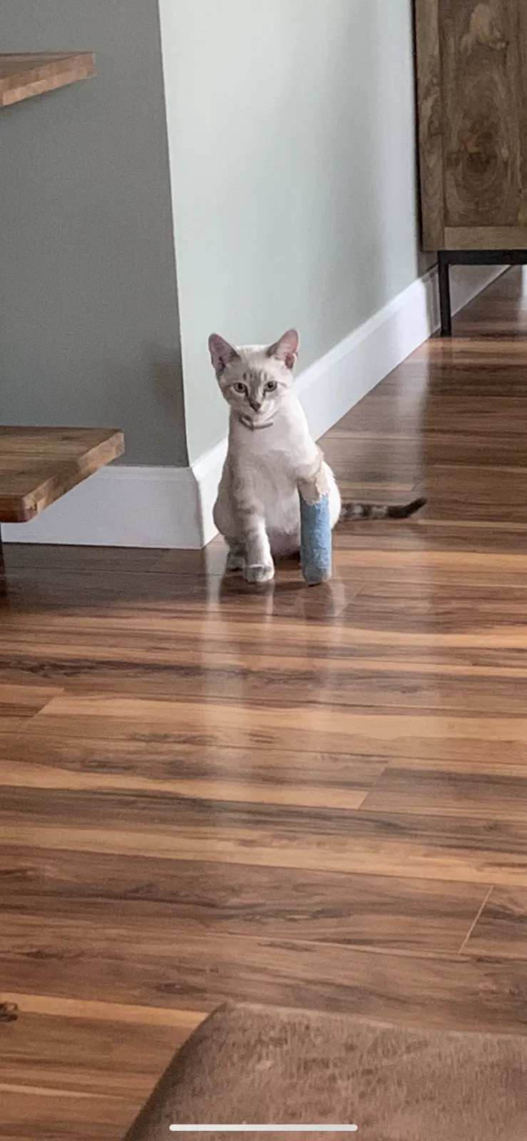 Lost cat in Englewood, OH, 45322
