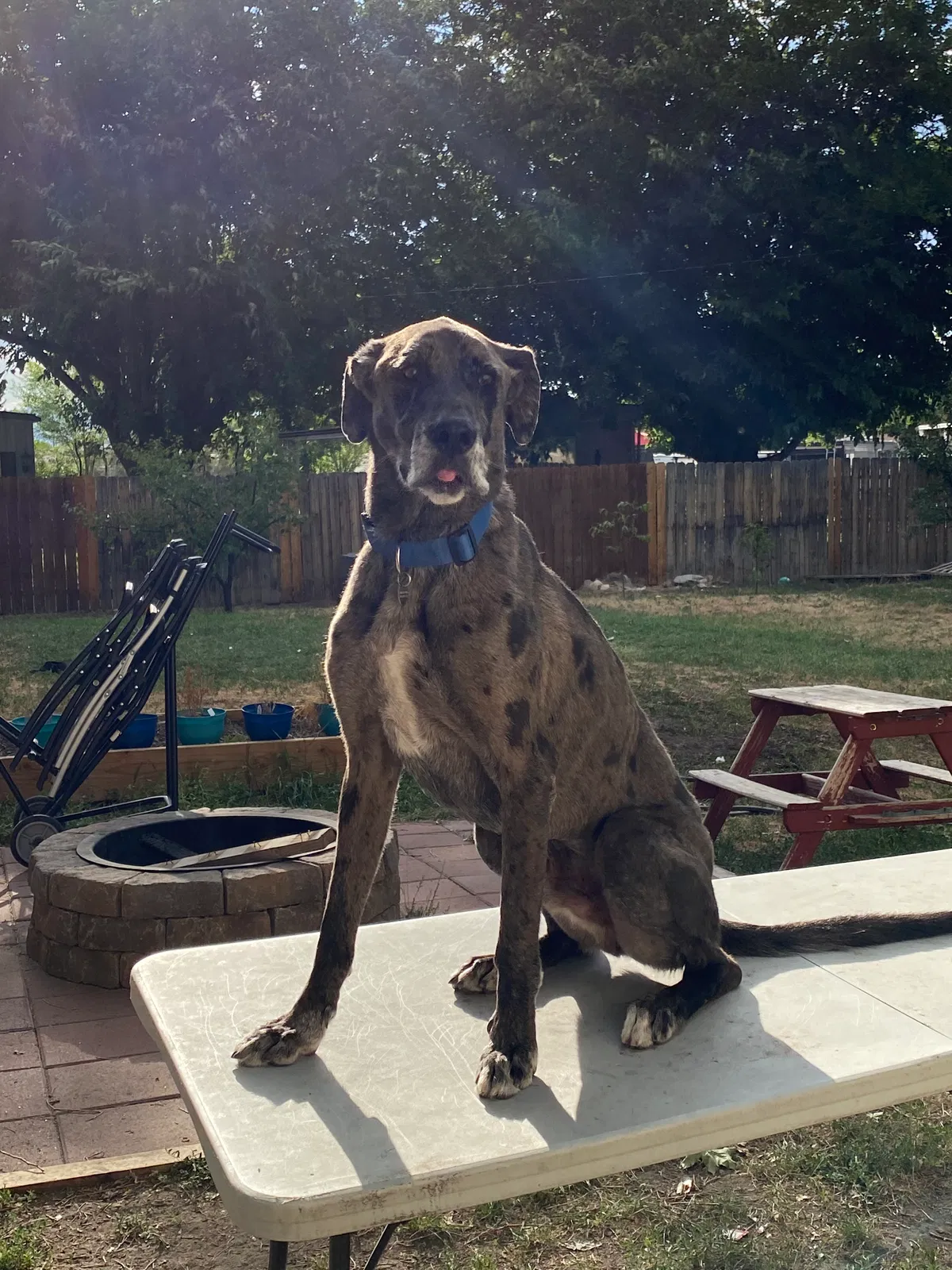 Lost dog in Provo, UT, 84601