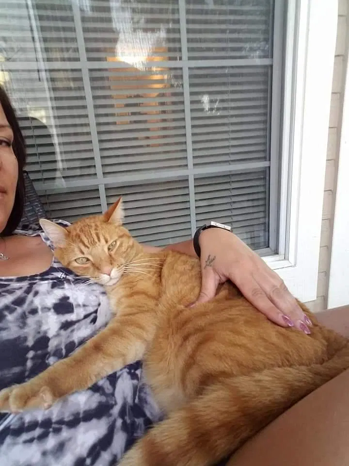 Lost cat in Aurora, CO, 80014