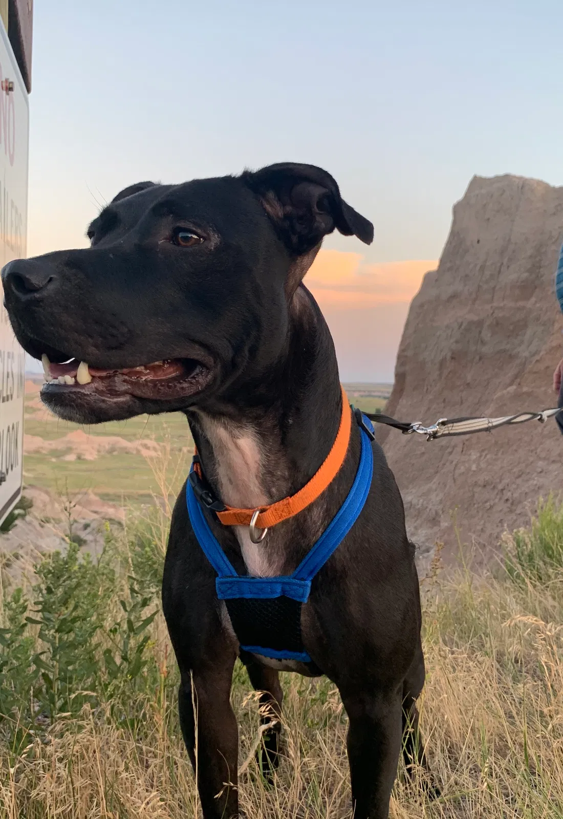 Lost dog in Henrico, VA, 23231