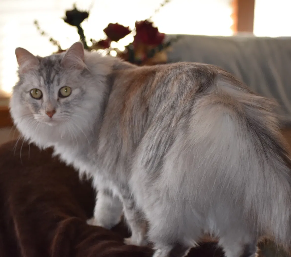 Lost cat in Springfield, MO, 65804