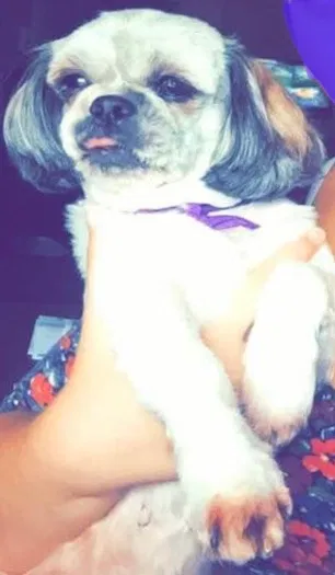 Lost dog in Hamilton, OH, 45013