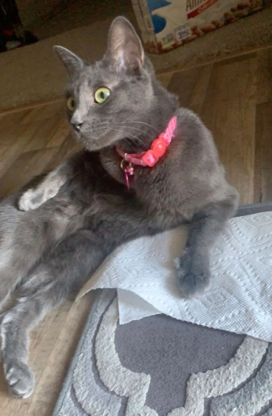 Lost cat in San Antonio, TX, 78238