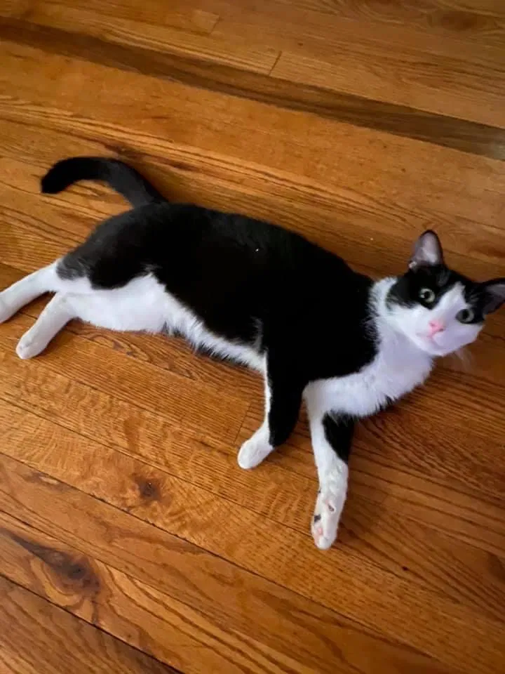 Lost cat in Austin, TX, 78751