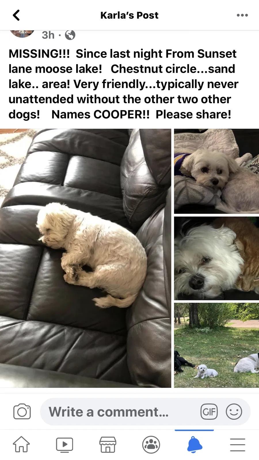 Lost dog in Kettle River, MN, 55757