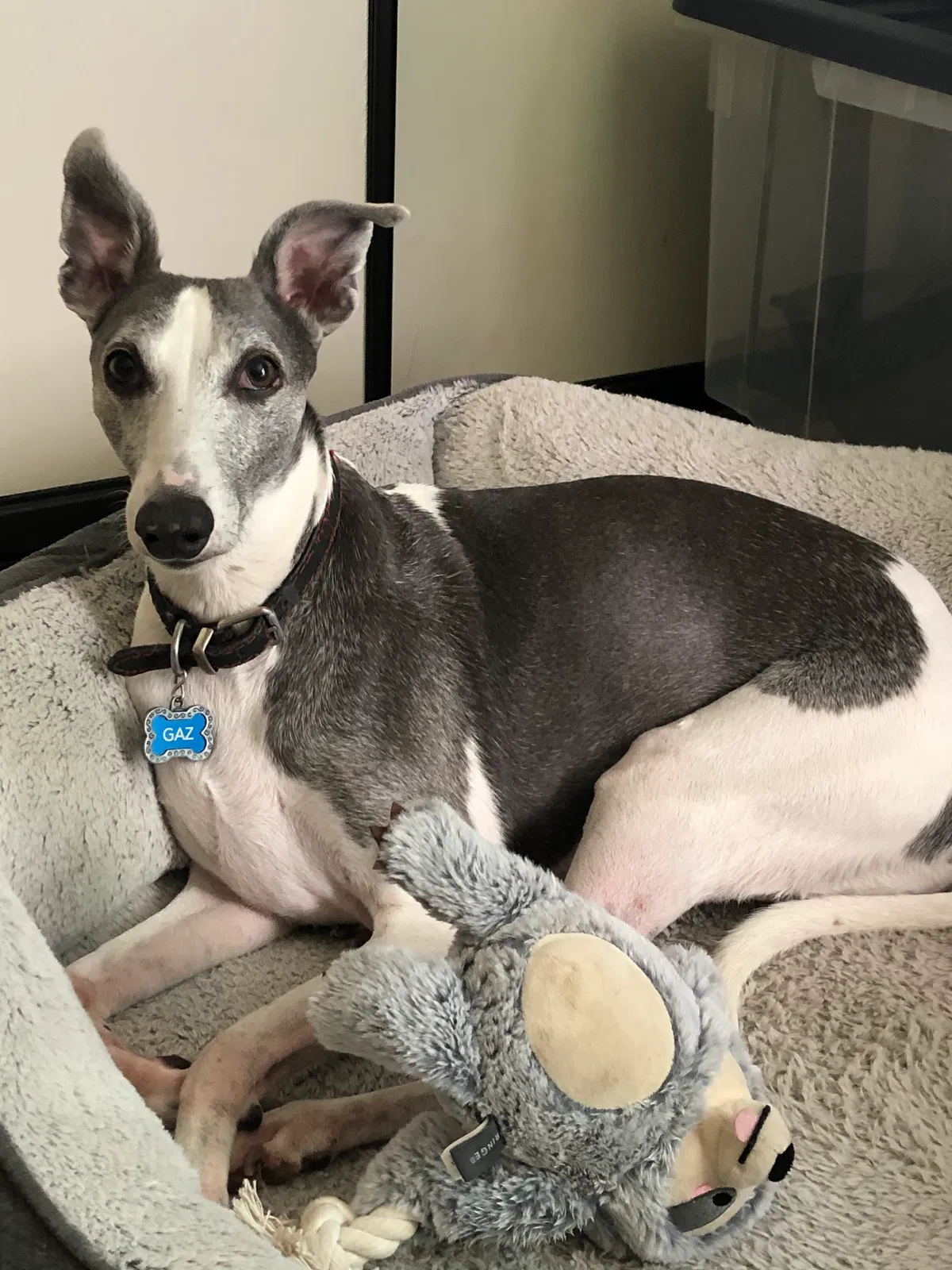 Lost dog in Riverside, CA, 92503