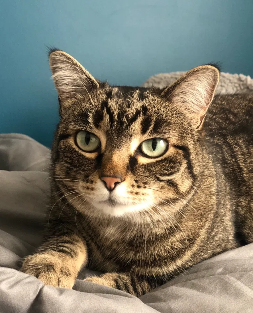 Lost cat in Sandy, UT, 84094