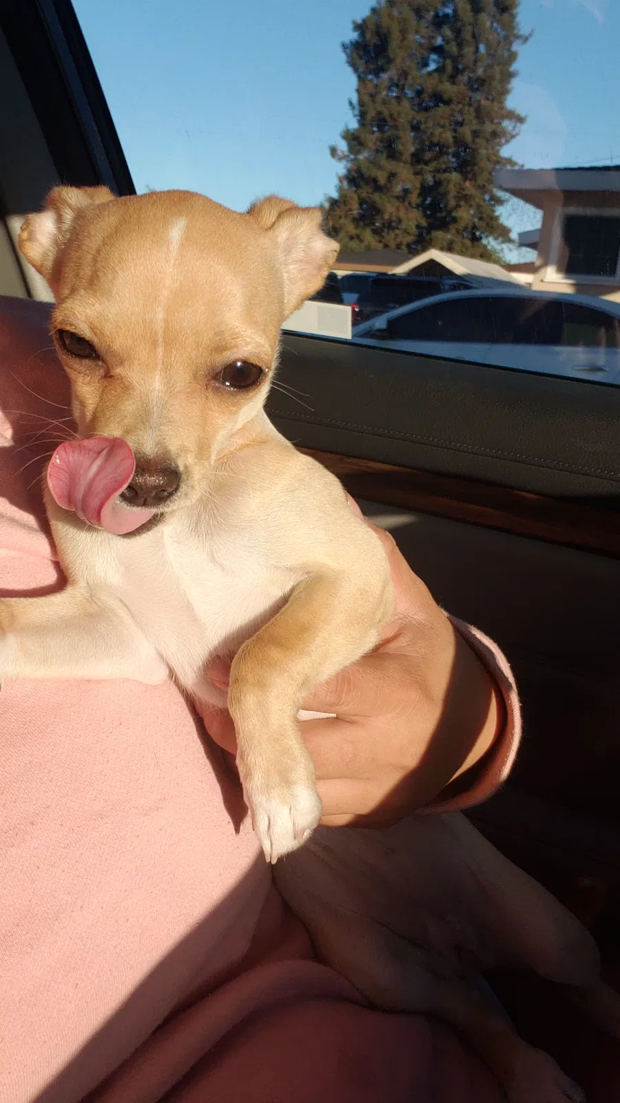 Lost dog in Hayward, CA, 94541