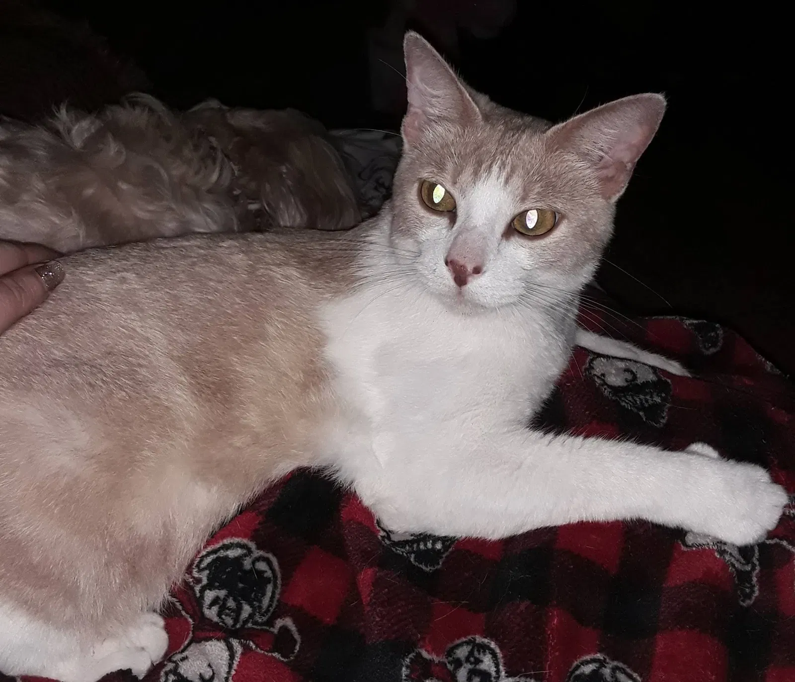Lost cat in Lake Charles, LA, 70605
