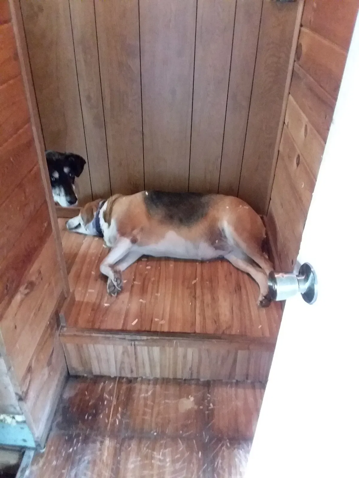 Lost dog in Harpursville, NY, 13787