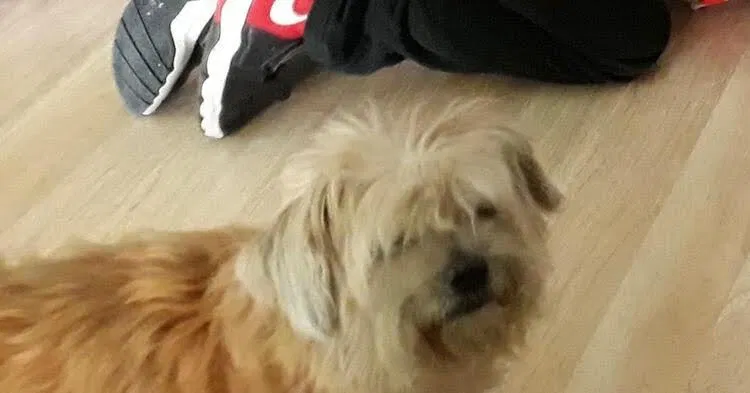 Lost dog in Tucson, AZ, 85746
