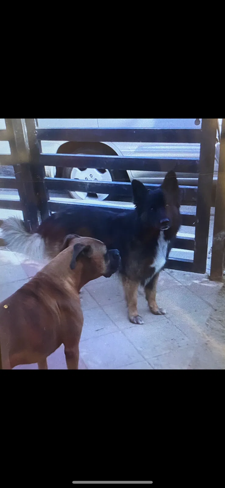 Lost dog in Spring Valley, CA, 91977