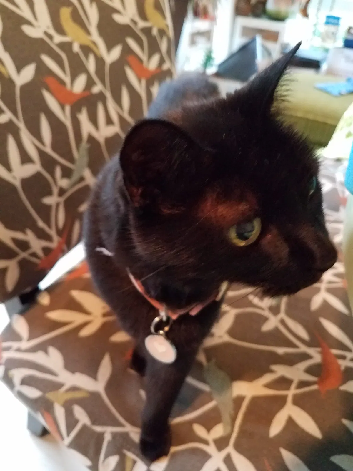 Lost cat in Madison, WI, 53711
