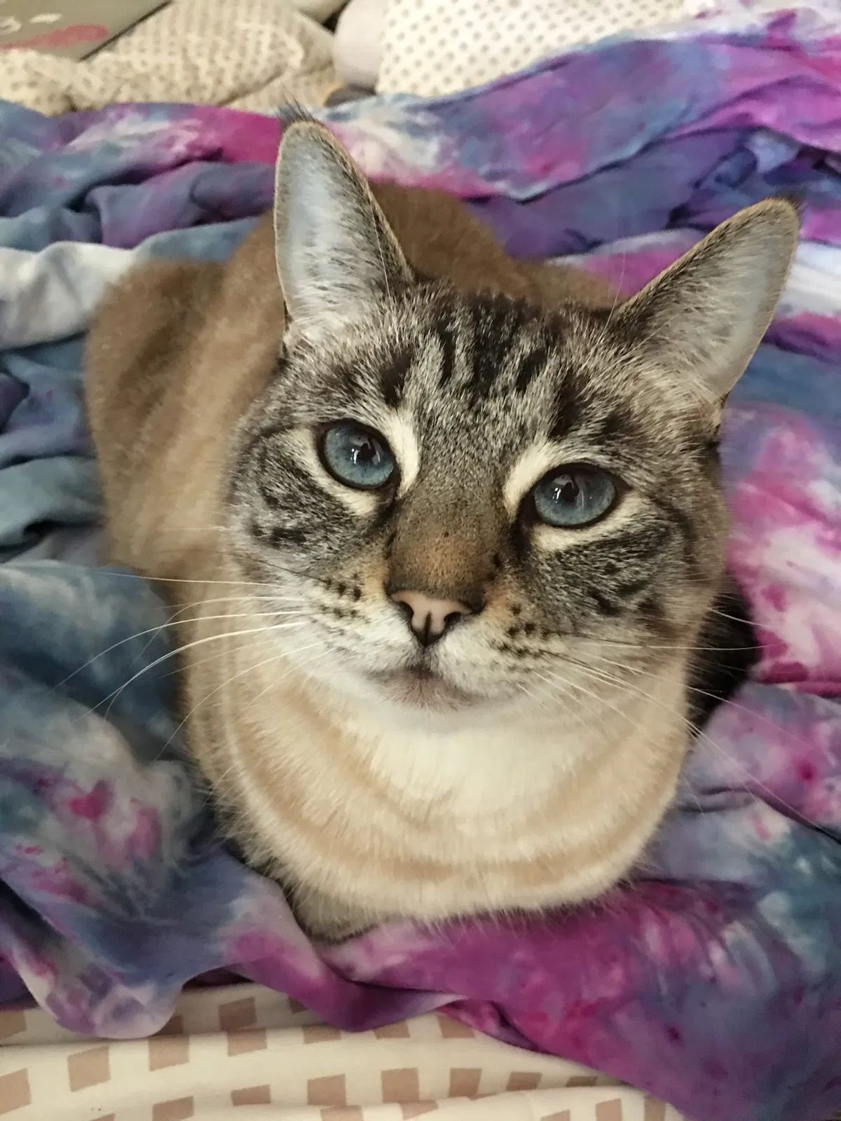 Lost cat in Monterey, CA, 93940