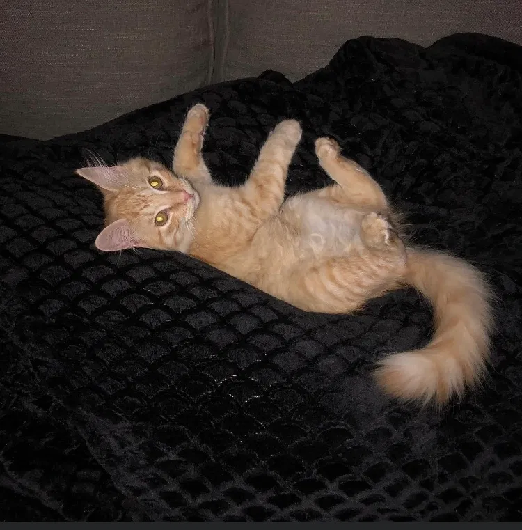 Lost cat in Dalton, GA, 30721