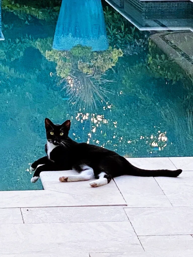 Lost cat in Bonita Springs, FL, 34135