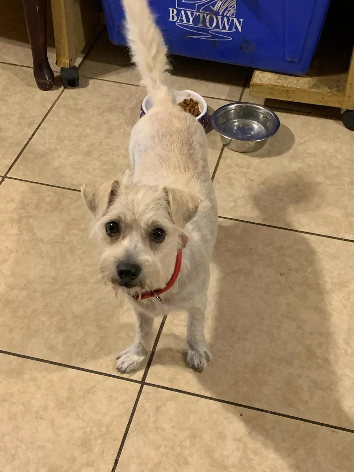 Lost dog in Baytown, TX, 77520
