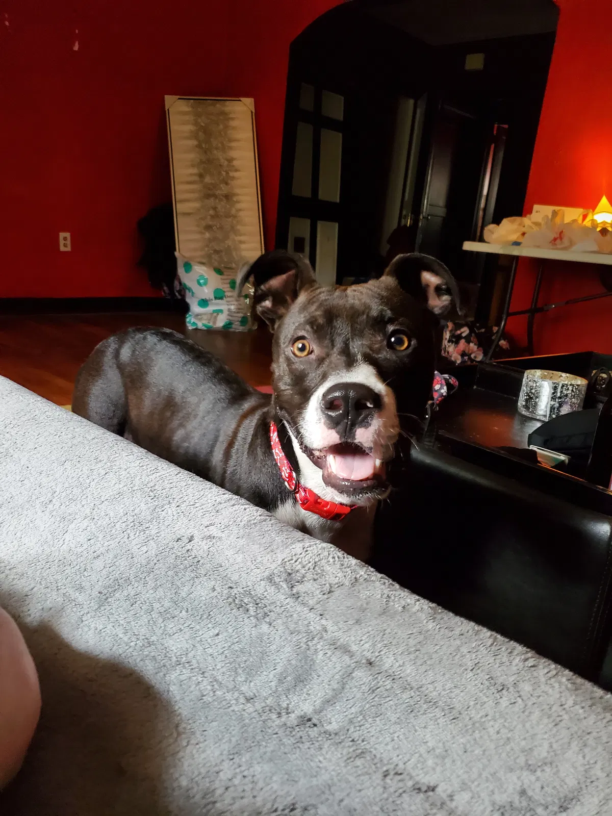 Found dog in Jacksonville, FL, 32205