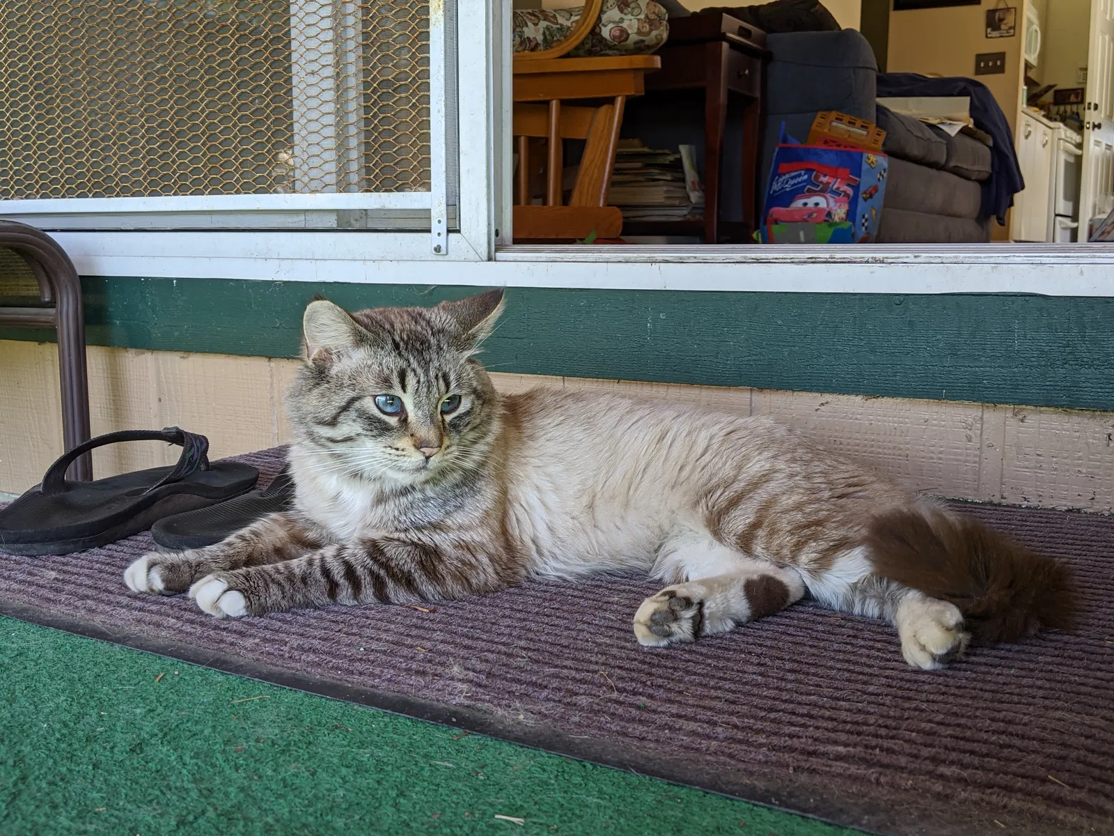 Lost cat in Rohnert Park, CA, 94928