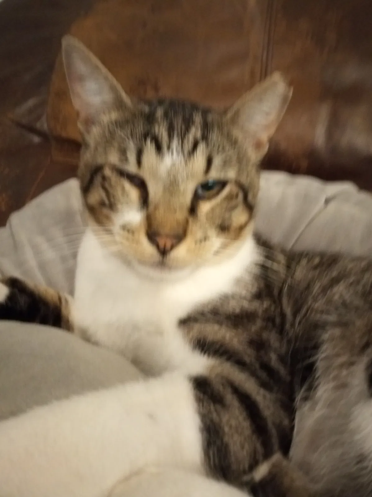 Lost cat in Alexandria, LA, 71301