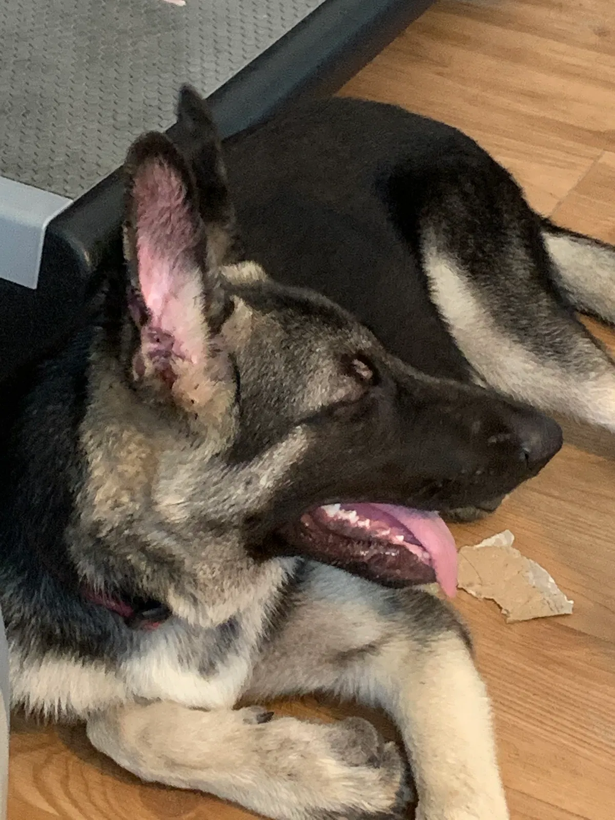 Lost dog in Panama City, FL, 32401
