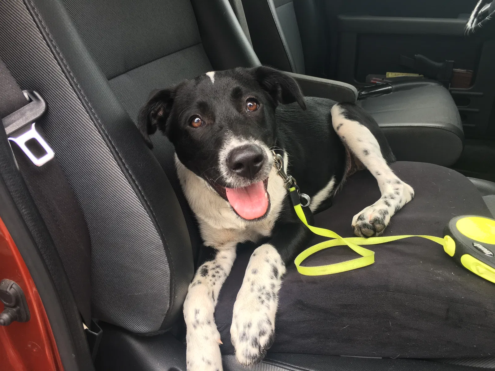 Found dog in Augusta, GA, 30909