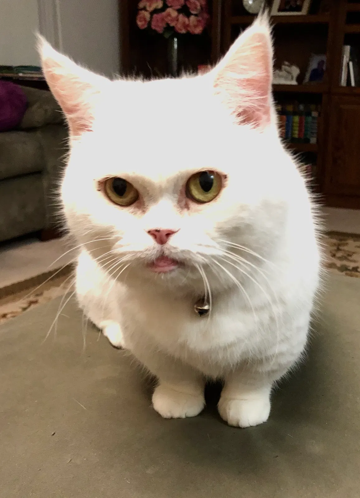 Lost cat in San Antonio, TX, 78218