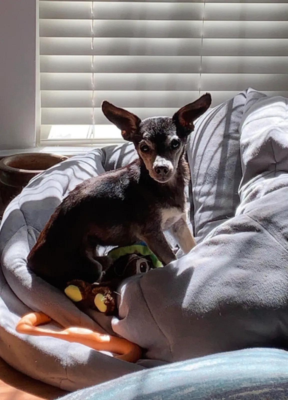 Lost dog in Columbia, MD, 21046