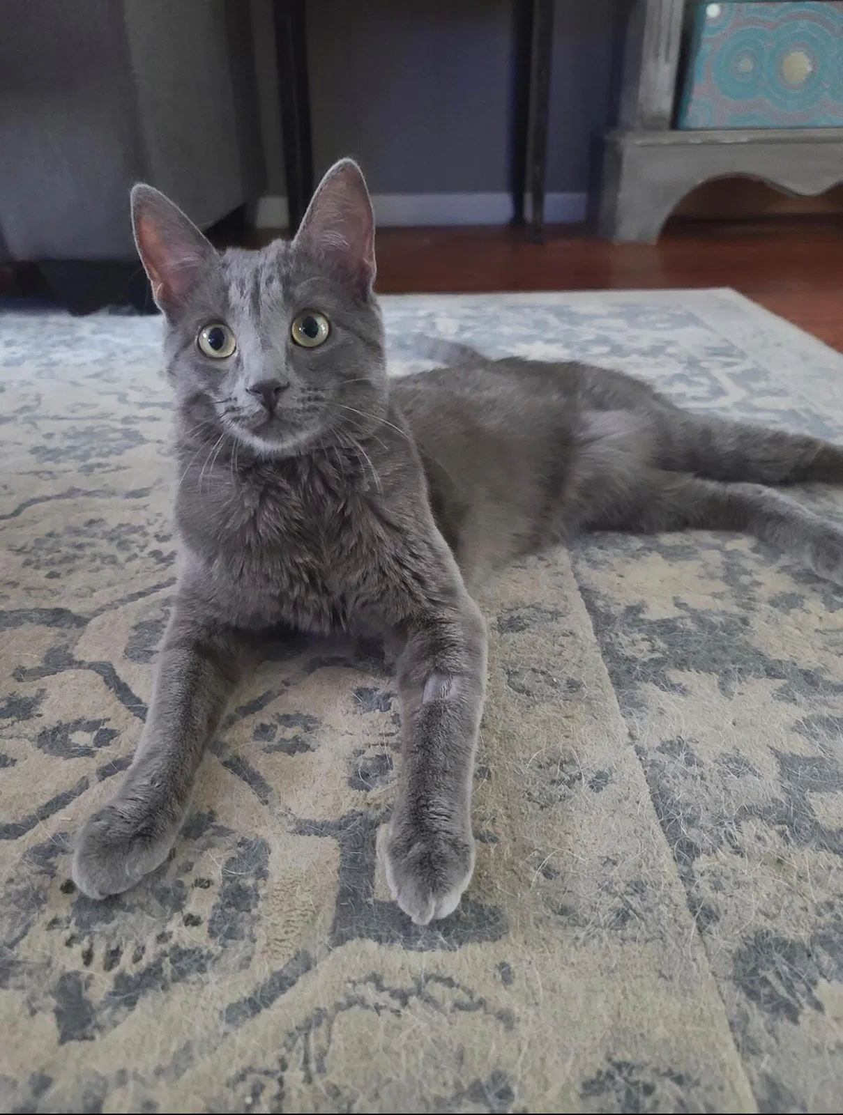 Lost cat in Brighton, CO, 80603