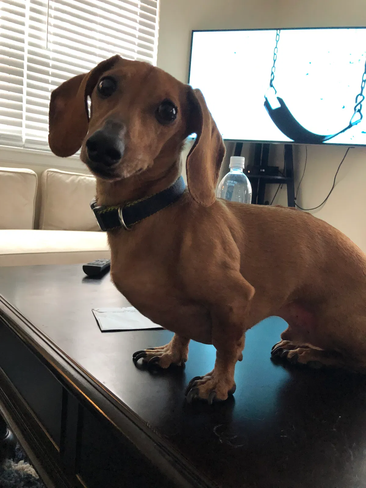Lost dog in Bronx, NY, 10471