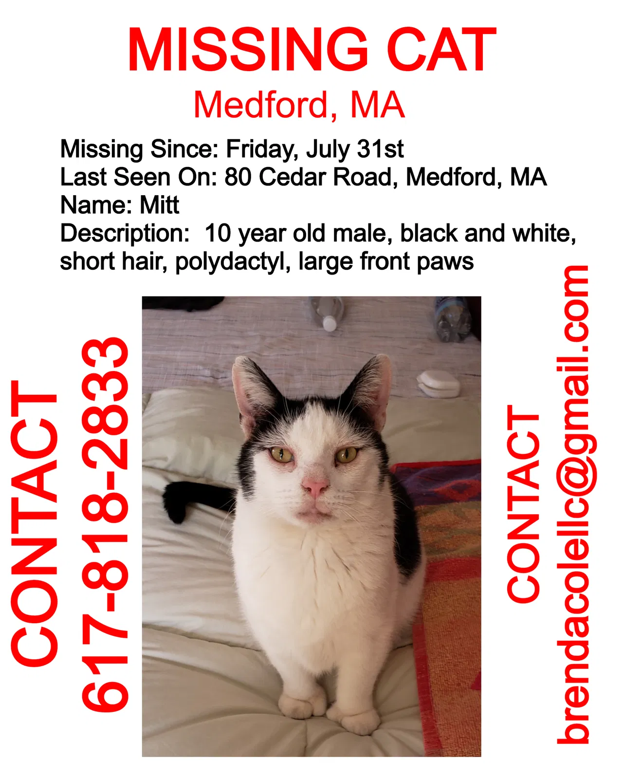 Lost cat in Medford, MA, 2155