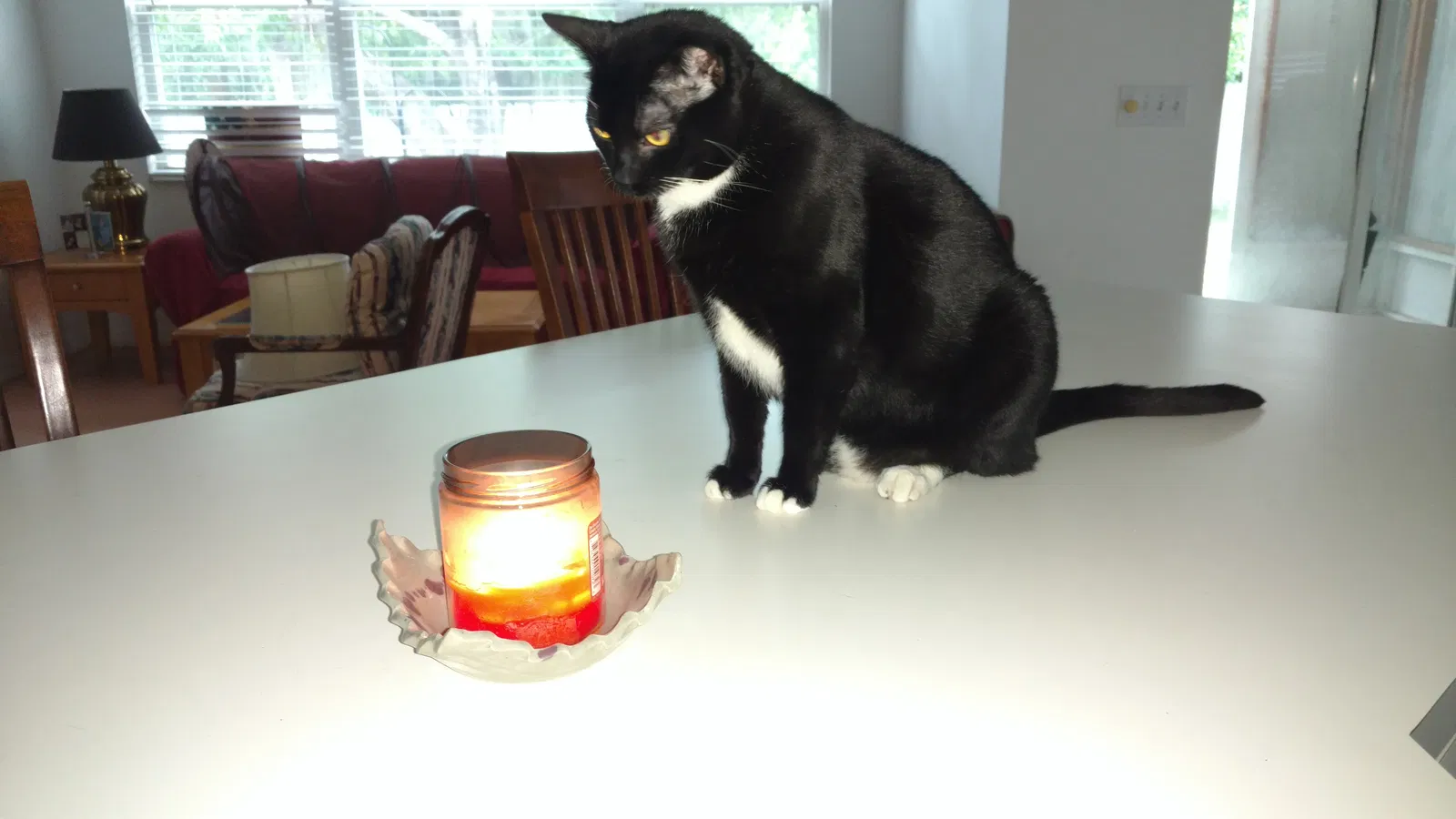 Lost cat in Wesley Chapel, FL, 33545