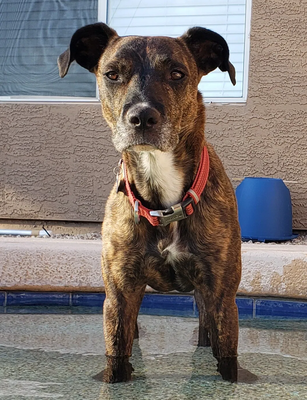 Lost dog in Phoenix, AZ, 85020