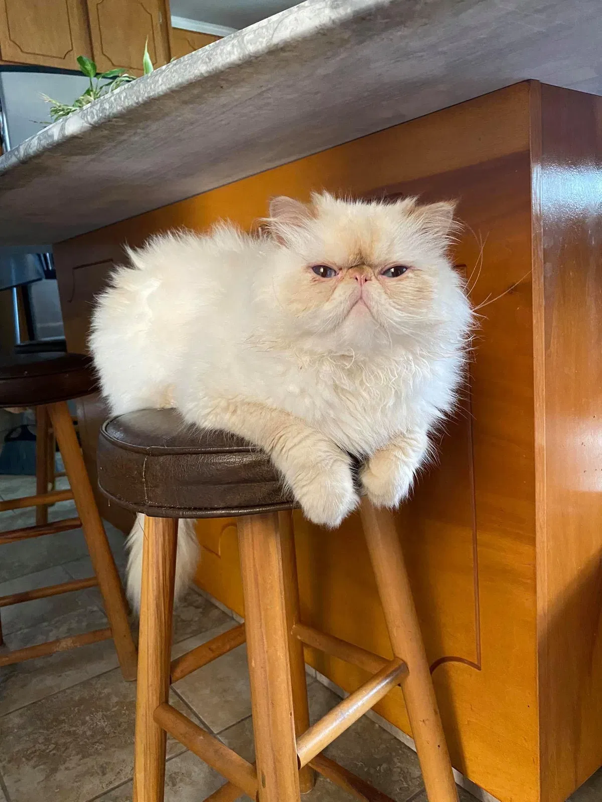 Lost cat in Schenectady, NY, 12303
