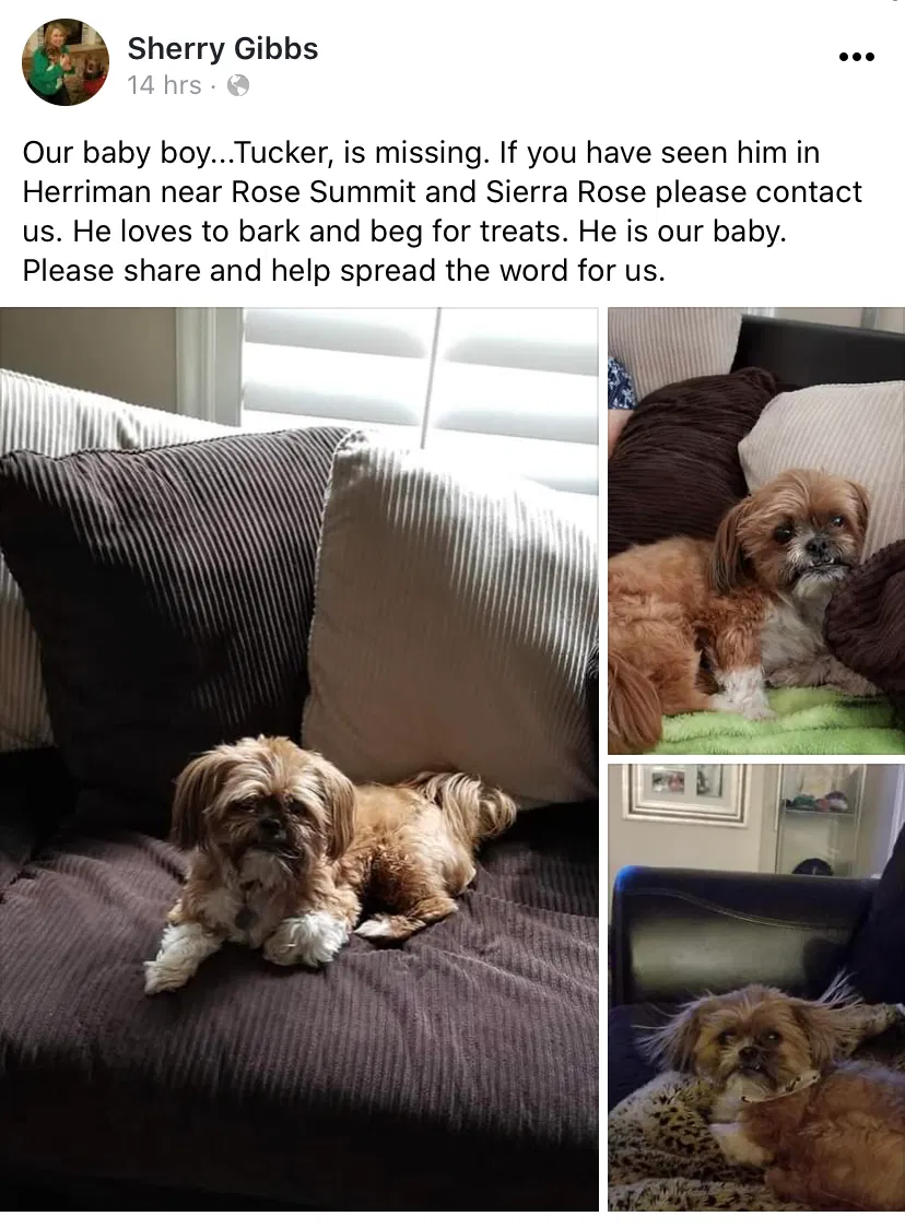 Lost dog in Sandy, UT, 84070